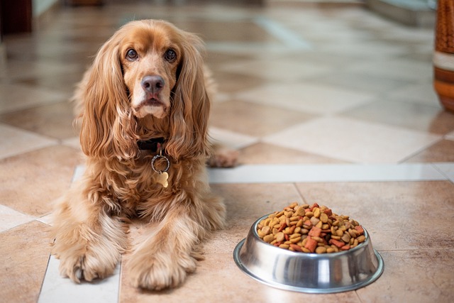 Best Flooring for Dogs: A Pet Owner’s Guide